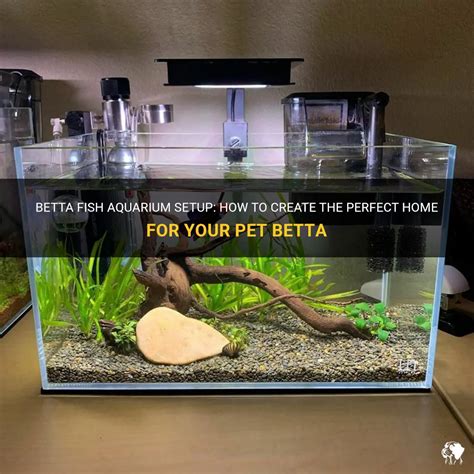 Creating the Perfect Haven for Your Betta Fish: A Thoughtful .